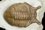 Stalk-Eye, Asaphus Intermedius Trilobite - Russia #178213-2